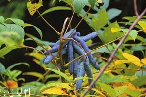 八月炸和貓屎瓜是一種水果嗎？了解它們的區(qū)別