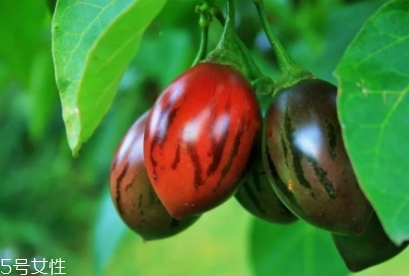 樹(shù)番茄多少錢一斤？