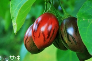 樹(shù)番茄外皮可以吃嗎？來(lái)看看樹(shù)番茄的吃法