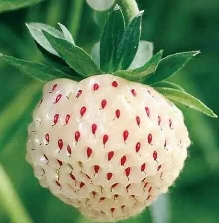 白舅果的功效 白舅果是菠蘿莓嗎？
