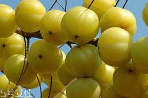 余甘子怎么吃？腌制風味最佳