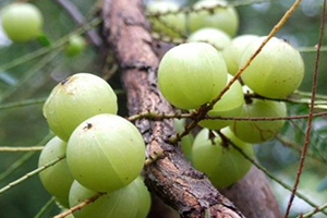 余甘子多少錢一斤？余甘果報(bào)價(jià)