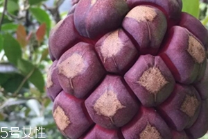 布福娜多少錢(qián)一斤？長(zhǎng)相奇特的水果