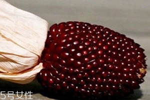 草莓玉米怎么吃？觀賞和食用雙重價值