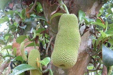 尖蜜拉是菠蘿蜜嗎？多少錢一斤