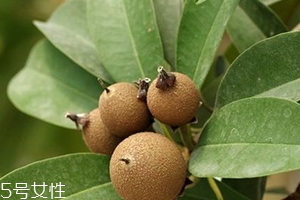 人心果多少錢(qián)一斤？稀有水果價(jià)格高
