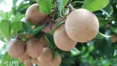 人心果多少錢一斤？稀有水果價(jià)格高