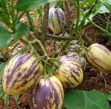 香瓜茄多少錢一斤？香瓜茄種子哪里買