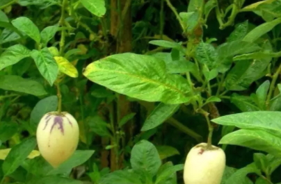 香瓜茄多少錢一斤？香瓜茄種子哪里買