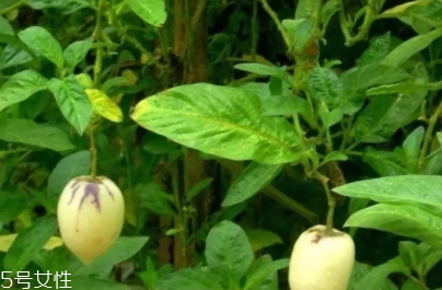 香瓜茄孕婦可以吃嗎？香瓜茄功效多