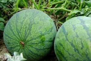 打瓜可以直接吃嗎？打瓜的功效作用