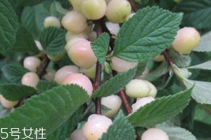 白玉櫻桃多少錢(qián)一斤？