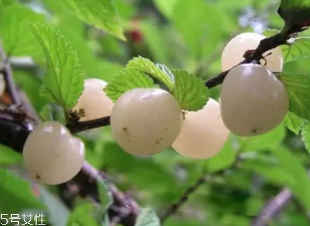 白玉櫻桃多少錢(qián)一斤？
