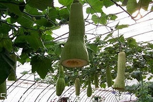 砍瓜怎么做好吃？教你烹飪砍瓜