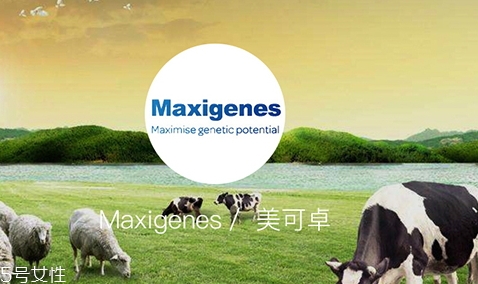 藍胖子奶粉全脂和脫脂怎么選擇？口感和熱量的抉擇