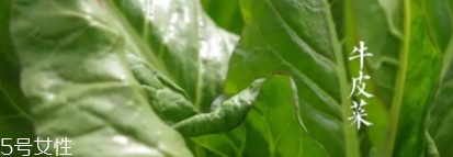 牛皮菜孕婦可以吃嗎？