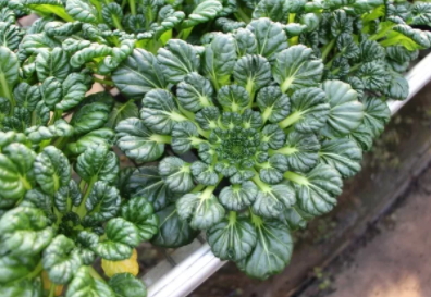 塔菜怎么做好吃？教你塔菜的做法