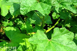 冬寒菜孕婦可以吃嗎？不建議孕婦吃冬寒菜