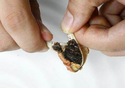 陽澄湖大閘蟹怎么吃？食陽澄湖大閘蟹注意事項