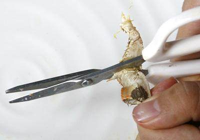 陽澄湖大閘蟹怎么吃？食陽澄湖大閘蟹注意事項