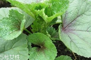 冬寒菜多少錢一斤？