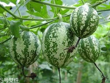 吊瓜怎么吃？吊瓜這樣做最好吃