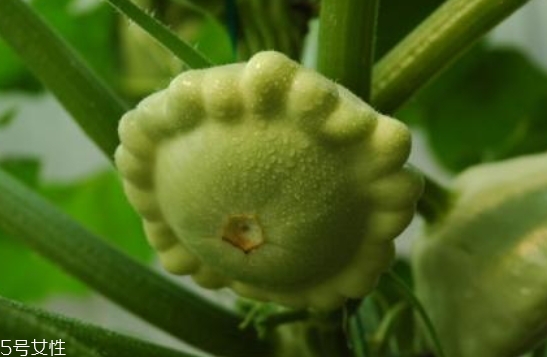 飛碟瓜蓮花果的功效作用 飛碟瓜怎么吃？