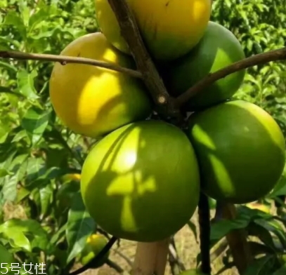 黃晶果多少錢(qián)一斤？黃晶果好吃嗎