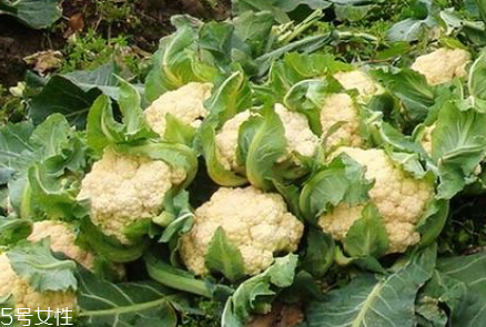 孕婦可以吃花椰菜嗎？促進(jìn)孕婦免疫力