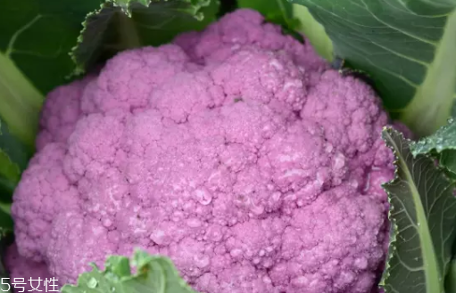 花菜在冰箱能放幾天？不要超過7天