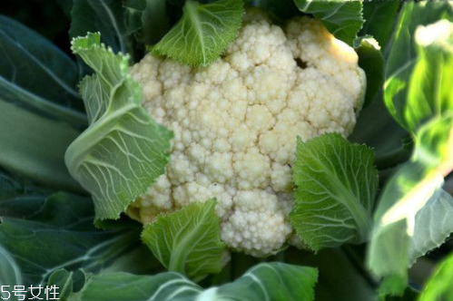 花菜怎么洗才干凈？一定要把蟲子洗掉