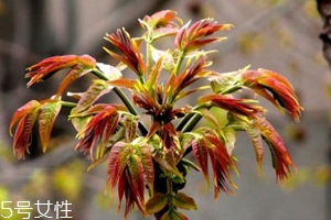 香椿怎樣長(zhǎng)期保存？這樣做可儲(chǔ)存一年