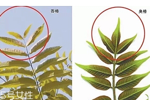 香椿和臭椿有什么區(qū)別？臭椿有毒不能吃