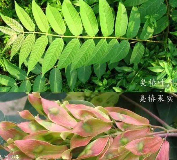 香椿和臭椿有什么區(qū)別？臭椿有毒不能吃