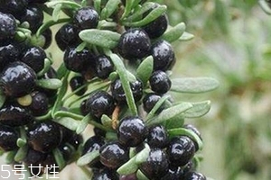黑枸杞會(huì)過(guò)期嗎？這類(lèi)都有保質(zhì)期