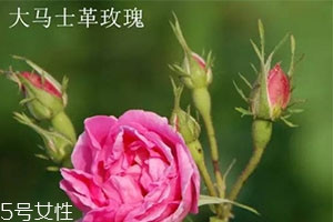 大馬士革玫瑰和平陰玫瑰哪個(gè)好？