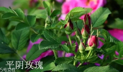 大馬士革玫瑰和平陰玫瑰哪個(gè)好？