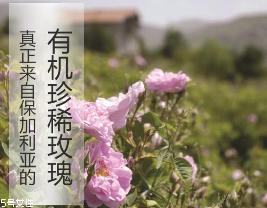 純露怎么用？居然有8種用法