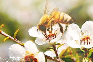 麥盧卡蜂蜜和普通蜂蜜有什么區(qū)別？貴得有理由