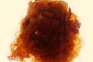 胖大?？梢院筒枞~一起泡嗎