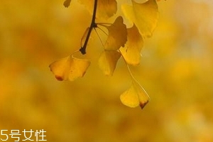 銀杏膠囊主要治什么??？