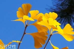 銀杏膠囊可以長期吃嗎？可以長期吃