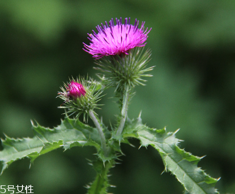 諾奧奶薊提取物膠囊怎么樣？效果還不錯(cuò)