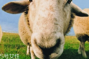 綿羊油和貂油哪個(gè)好？
