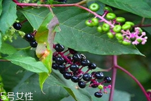 商陸價(jià)格多少錢(qián)一斤 價(jià)格多種多樣