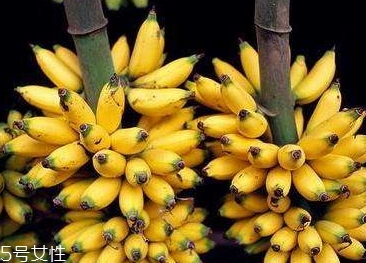 仙人蕉多少錢(qián)一斤？