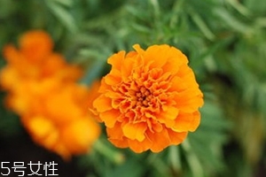 葉黃素多少錢一瓶？