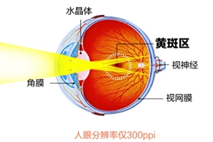 葉黃素和藍(lán)莓素哪個好？更推薦葉黃素