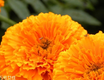葉黃素可以空腹吃嗎？服用葉黃素要注意這些問(wèn)題