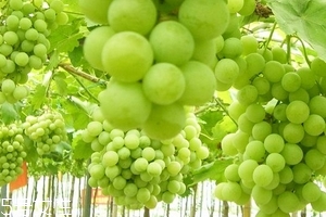 葡萄籽會(huì)上火嗎？正常是不會(huì)的
